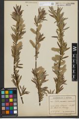 Foto von Salix purpurea L. x Salix viminalis L.